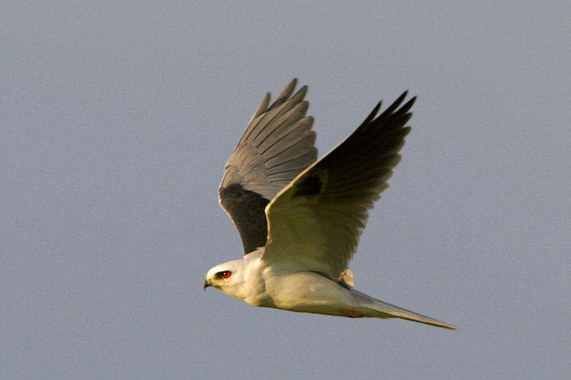 White-tailed Kite