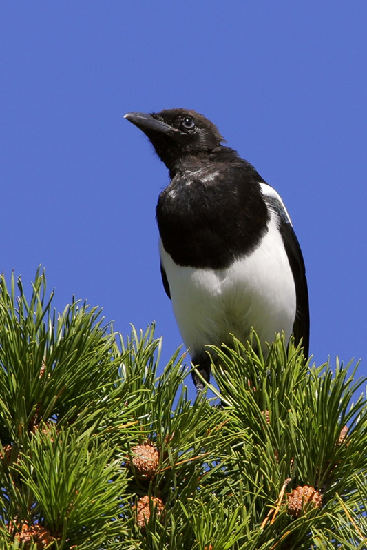 Black-billed Magpie