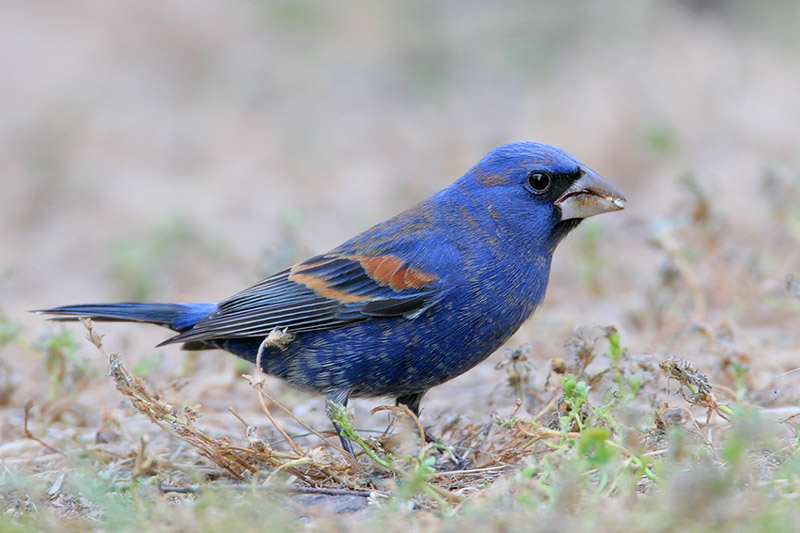 Blue Grosbeak