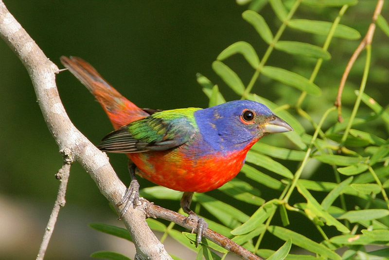 Painted Bunting