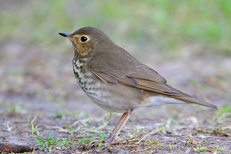 Swainsons Thrush