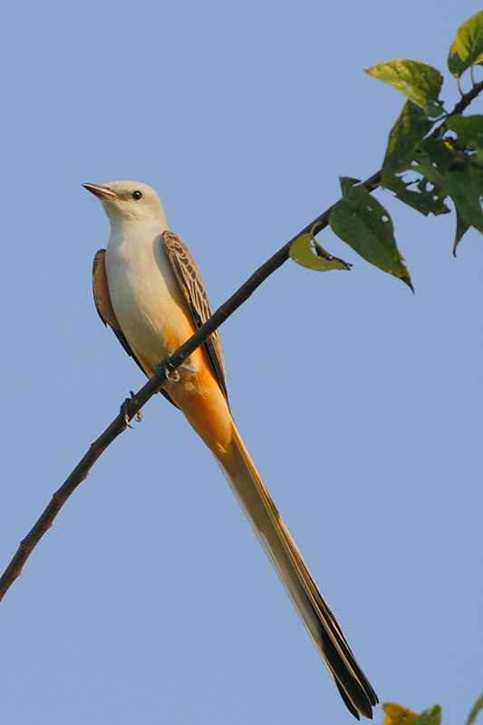 Scissor-tailed Flycatcher