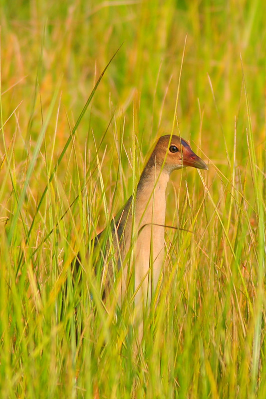Purple Gallinule