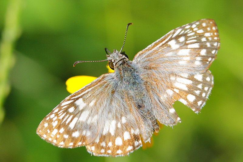 Tropical Checkered Skipper