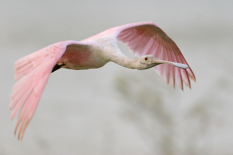 Roseate Spoonbill