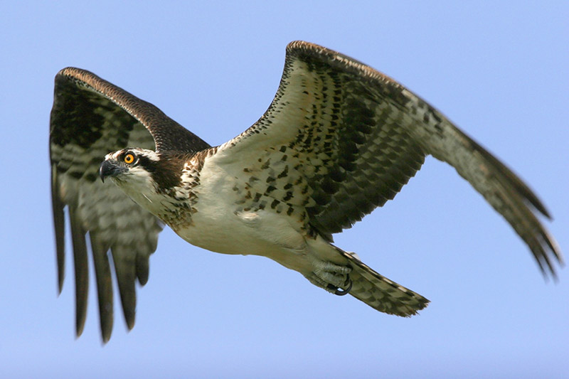 Osprey