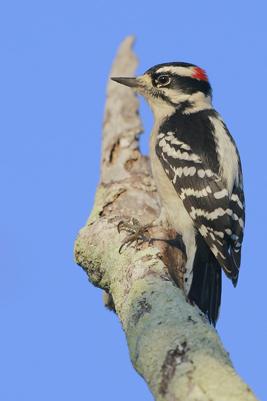 Downy Woodpecker