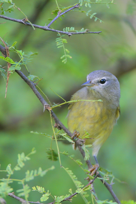 Orange-crowned Warbler