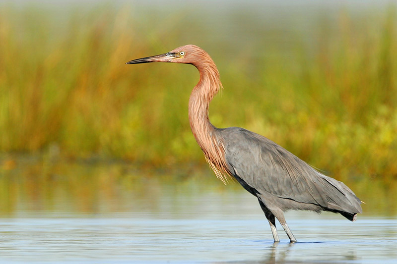 Reddish Egret