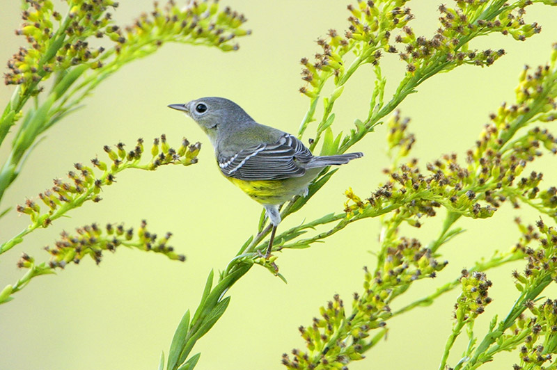 Magnolia Warbler