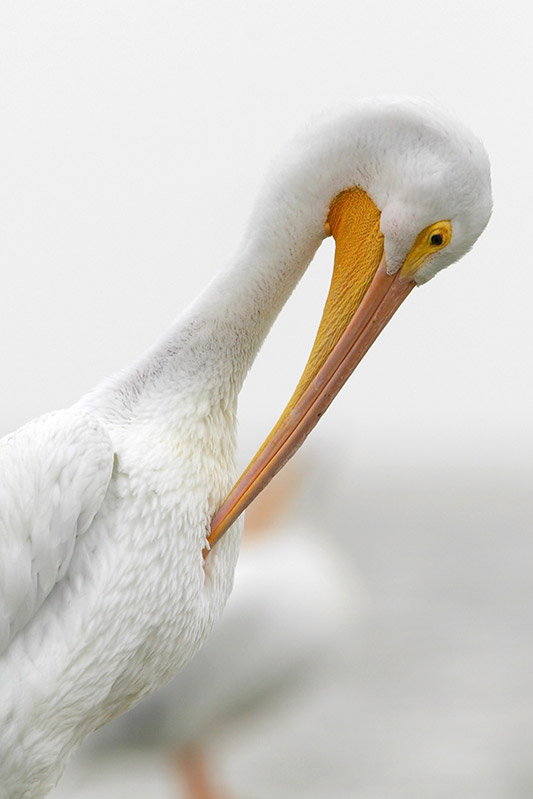 American White Pelican
