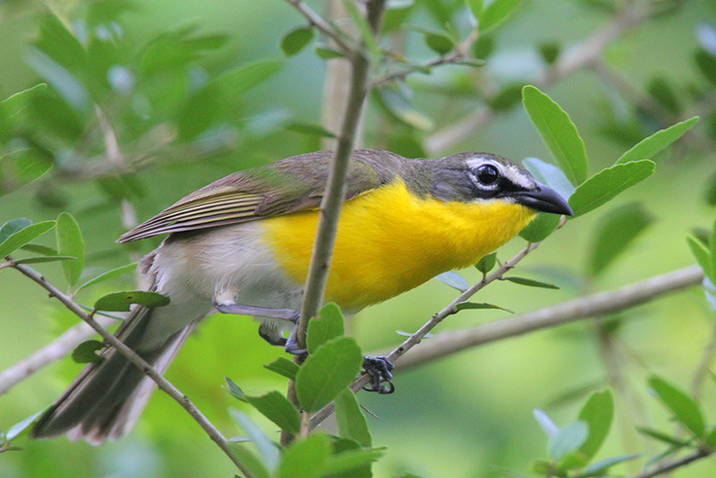 Yellow-breasted Chat