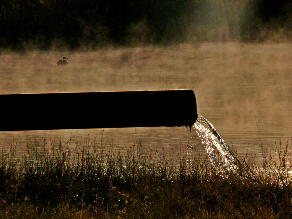 Warm duck, Benton Hot Springs, California, 2006