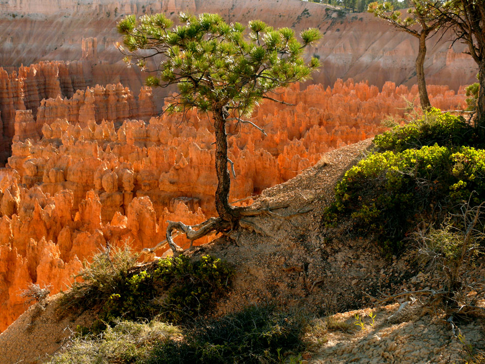 Reflected light, Bryce Canyon, Utah, 2006