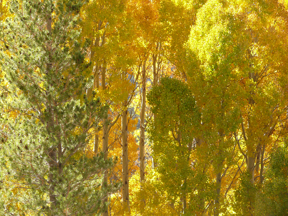 Aspen, Lee Vining Canyon, California, 2006