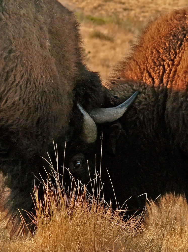 Horn in horn, Antelope Island State Park, Utah, 2006