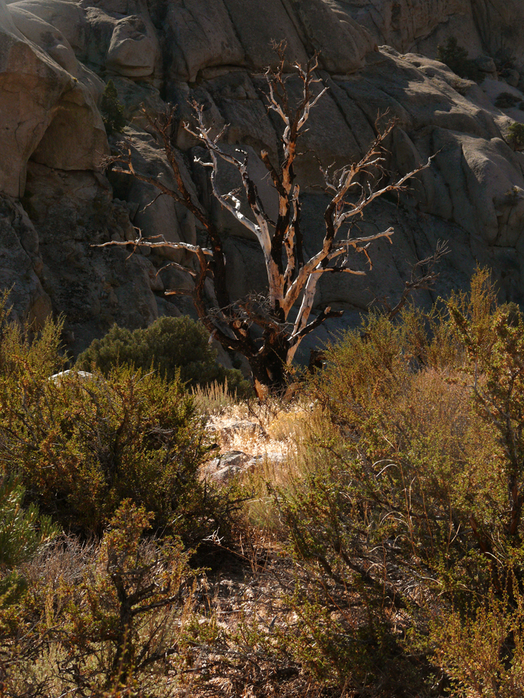 Burned tree, Buttermilk Hills, California, 2006