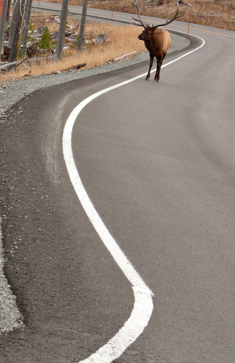 Disoriented elk, Dunhaven Pass, Yellowstone National Park, Wyoming, 2006