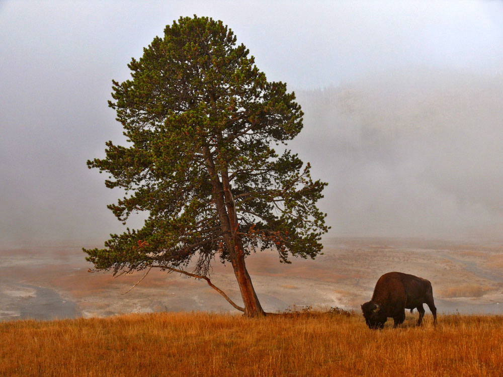 Fog on the Firehole, Yellowstone National Park, 2006