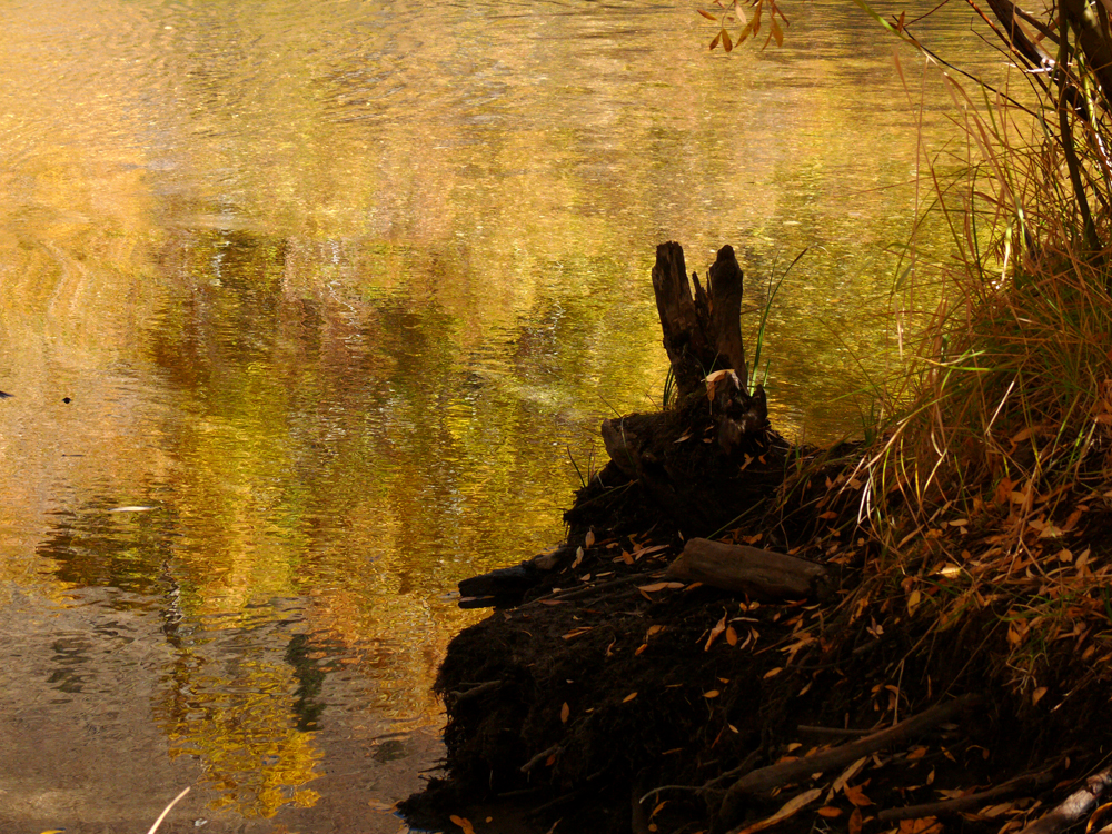 Golden creek, near June Lake, California, 2006