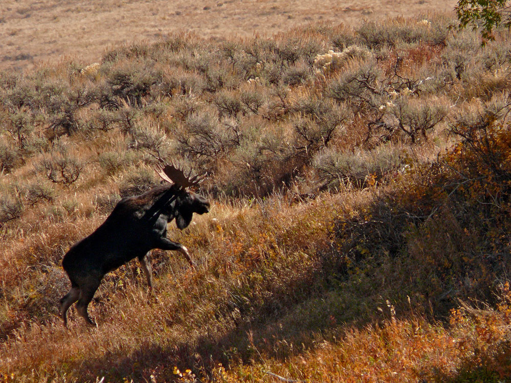 Bull Moose, Grand Teton National Park, Wyoming, 2006