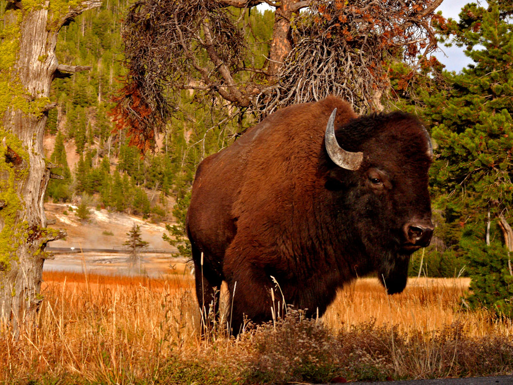 Bison, Hot Lake, Yellowstone National Park, 2006