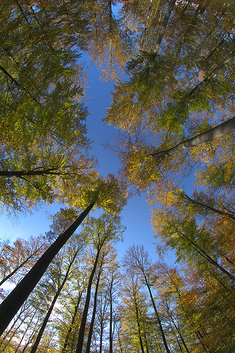 Autumn Leaves
