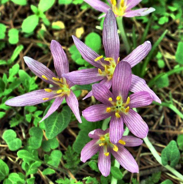 Colchicum Steveni 2.JPG