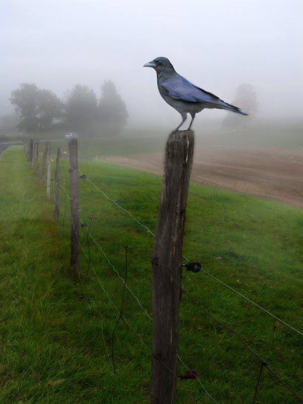 Presences in the fog