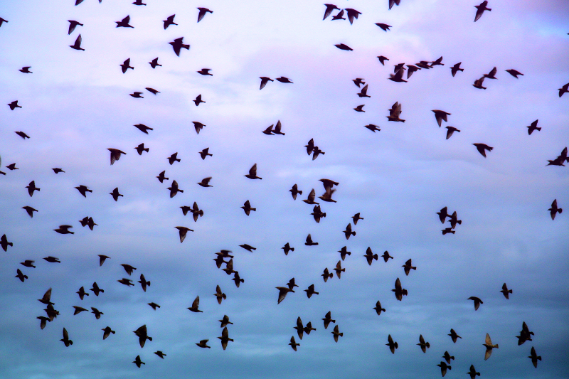 The metaphor of starlings...