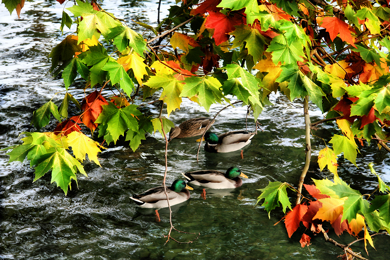 What  do ducks like in Autumn?