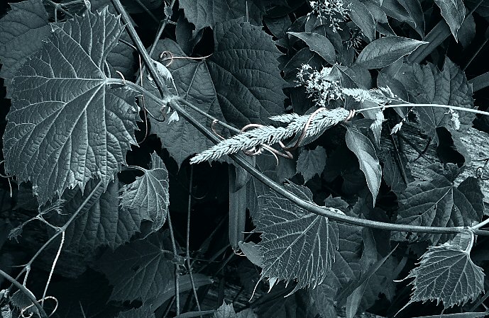 Clutching Vine