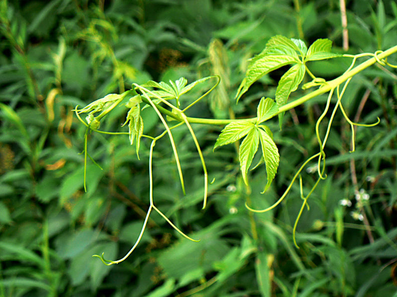 Tendrils