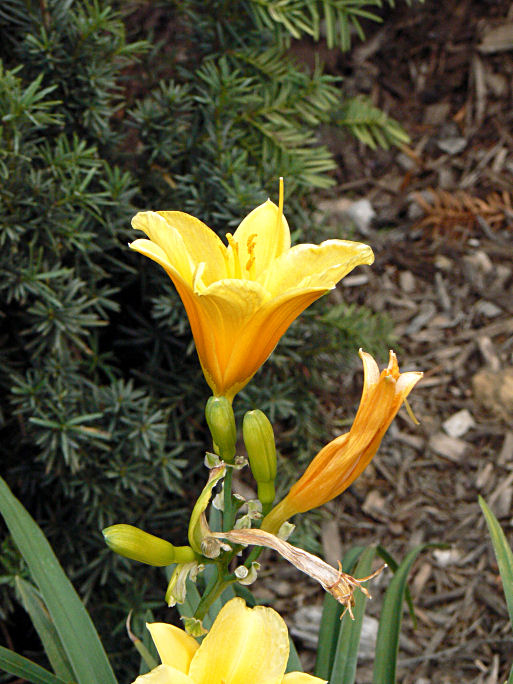 Lily Life Stages