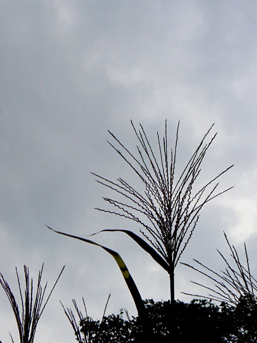 Seed Head Silhouette