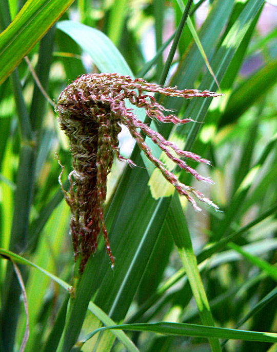 Seedhead Unfolding
