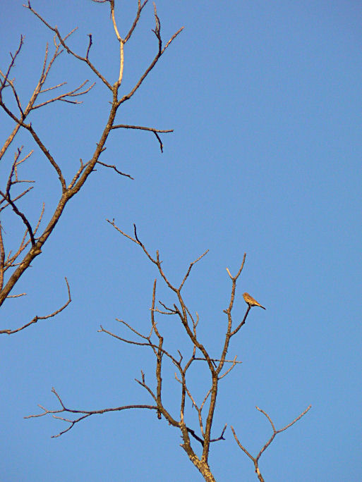 Bird on a Limb