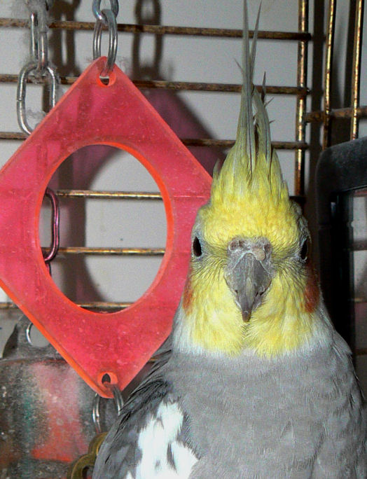 Mug Shot Front View
