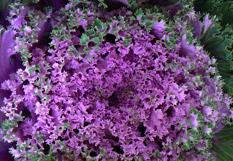 Purple Greens