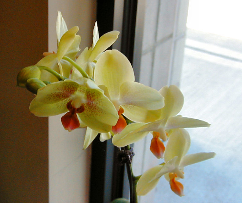Orchids in the Afternoon