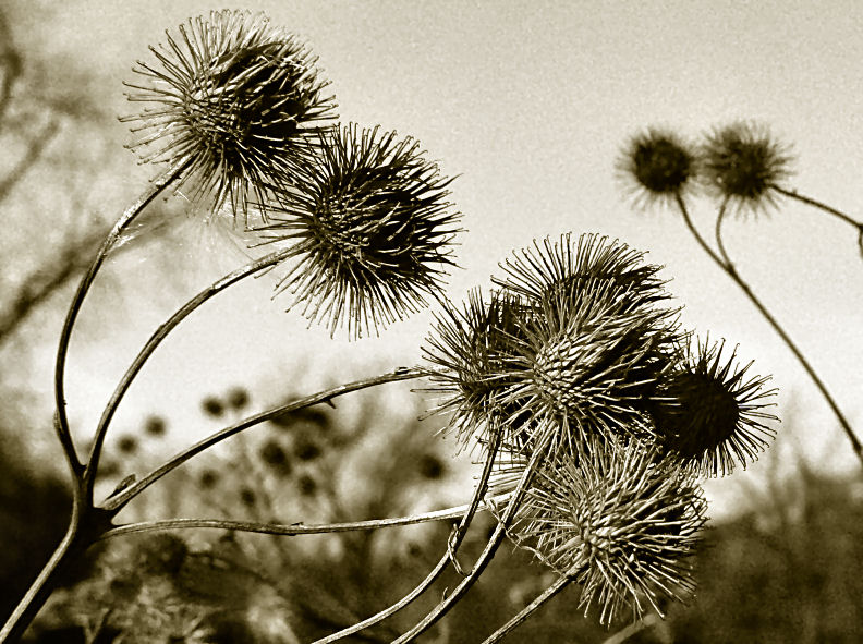Cockleburrs