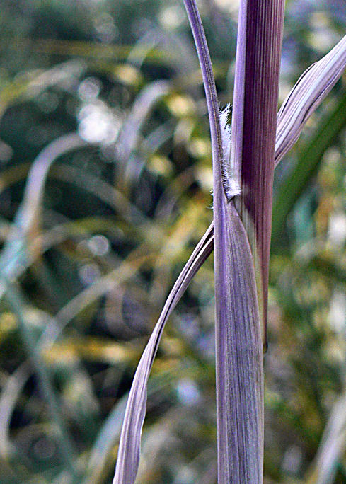 Auricle