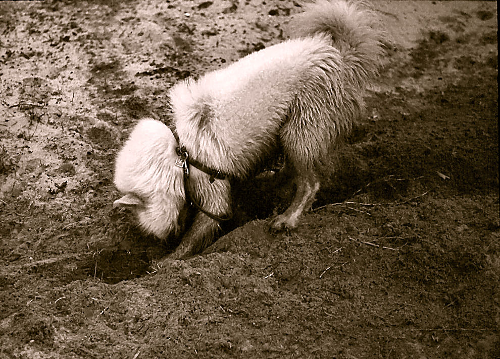 Pavka digging