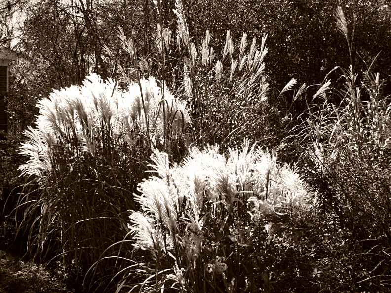Backlit PlumesBW