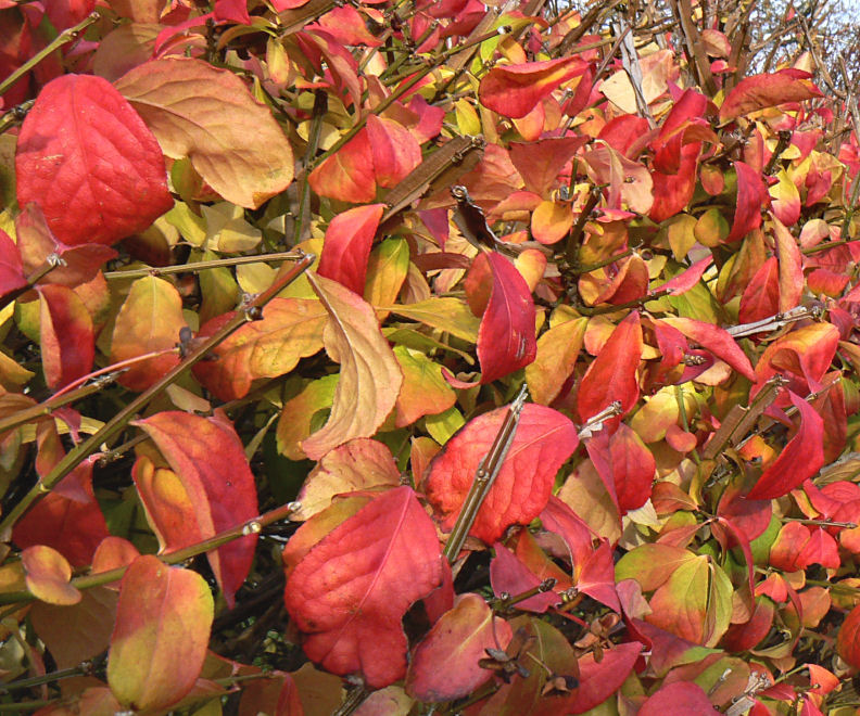 Viburnum Hedge