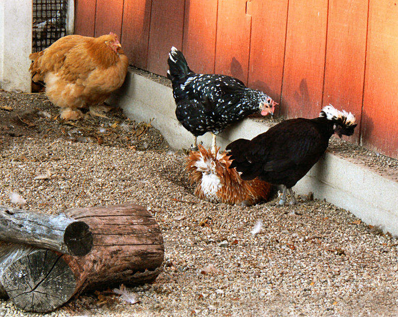 Hens in the Afternoon