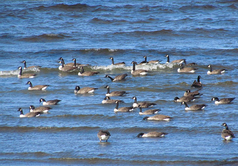 le bain des outardes