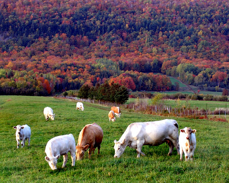 les vaches d'automne