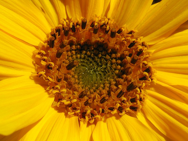 le coeur du tournesol