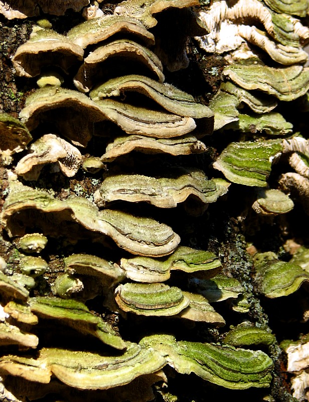 les champignons du tronc